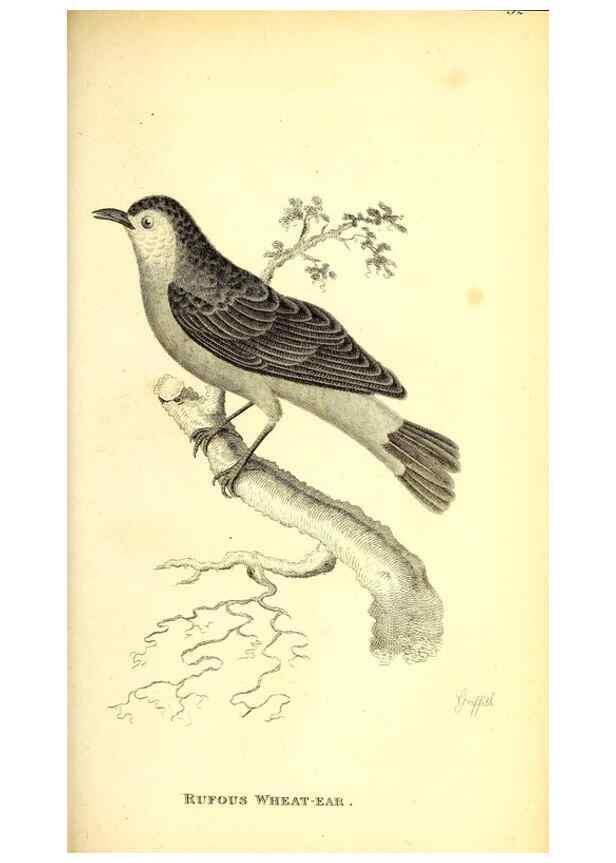 Reproducción/Reproduction 49830967897: General zoology, or Systematic natural history. London,Printed for G. Kearsley,1800-1826.. 