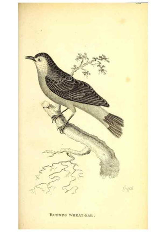 Reproducción/Reproduction 49830967897: General zoology, or Systematic natural history. London,Printed for G. Kearsley,1800-1826.. 