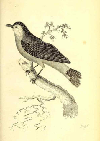 Reproducción/Reproduction 49830967897: General zoology, or Systematic natural history. London,Printed for G. Kearsley,1800-1826.. 