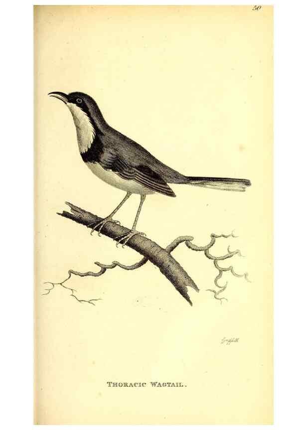 Reproducción/Reproduction 49830967612: General zoology, or Systematic natural history. London,Printed for G. Kearsley,1800-1826.. 