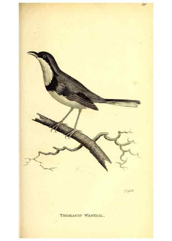 Reproducción/Reproduction 49830967612: General zoology, or Systematic natural history. London,Printed for G. Kearsley,1800-1826.. 
