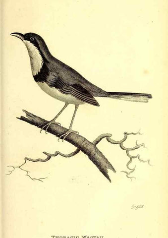 Reproducción/Reproduction 49830967612: General zoology, or Systematic natural history. London,Printed for G. Kearsley,1800-1826.. 