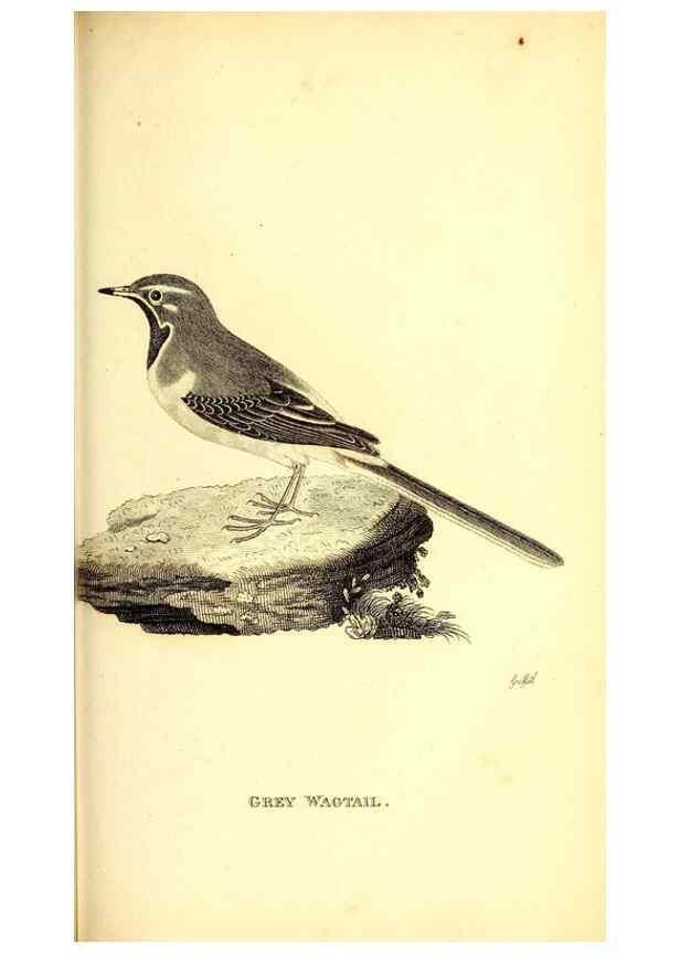 Reproducción/Reproduction 49830967337: General zoology, or Systematic natural history. London,Printed for G. Kearsley,1800-1826.. 