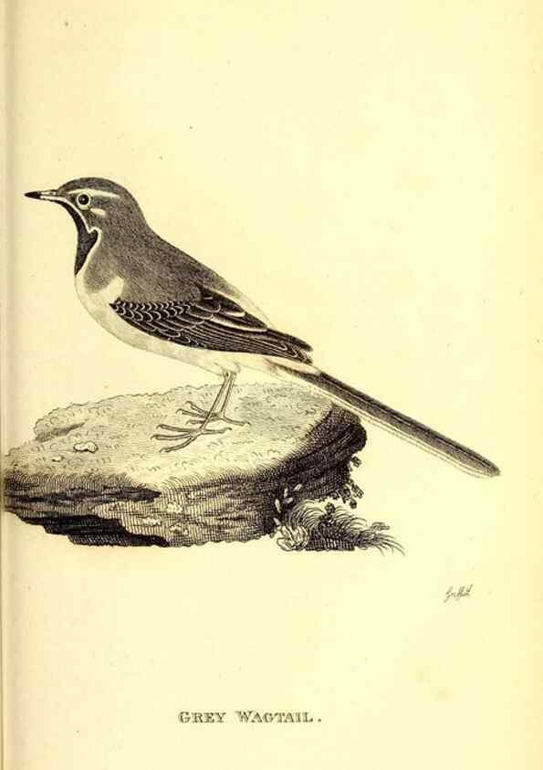 Reproducción/Reproduction 49830967337: General zoology, or Systematic natural history. London,Printed for G. Kearsley,1800-1826.. 