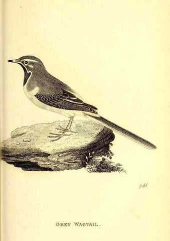 Reproducción/Reproduction 49830967337: General zoology, or Systematic natural history. London,Printed for G. Kearsley,1800-1826.. 