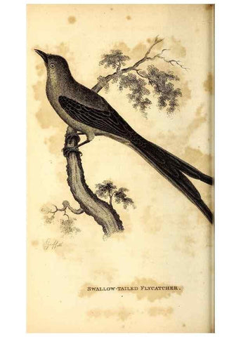 Reproducción/Reproduction 49830121013: General zoology, or Systematic natural history. London,Printed for G. Kearsley,1800-1826.. 