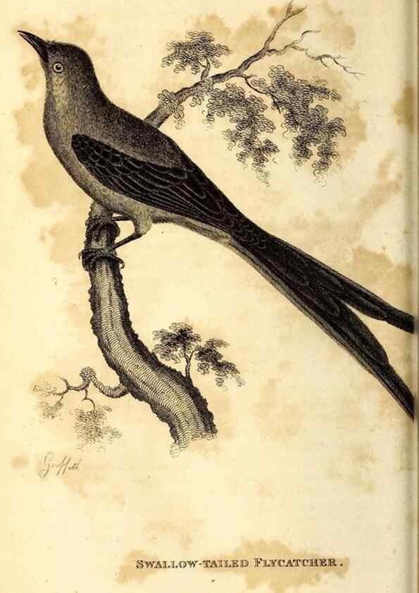 Reproducción/Reproduction 49830121013: General zoology, or Systematic natural history. London,Printed for G. Kearsley,1800-1826.. 