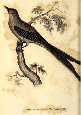 Reproducción/Reproduction 49830121013: General zoology, or Systematic natural history. London,Printed for G. Kearsley,1800-1826.. 
