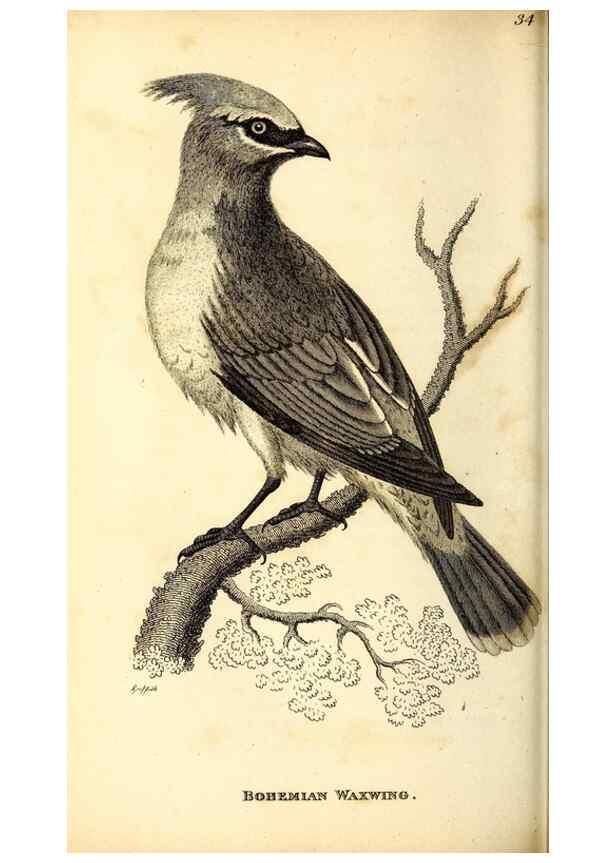 Reproducción/Reproduction 49830121328: General zoology, or Systematic natural history. London,Printed for G. Kearsley,1800-1826.. 