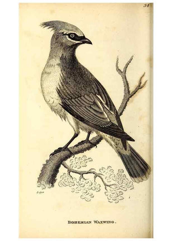 Reproducción/Reproduction 49830121328: General zoology, or Systematic natural history. London,Printed for G. Kearsley,1800-1826.. 