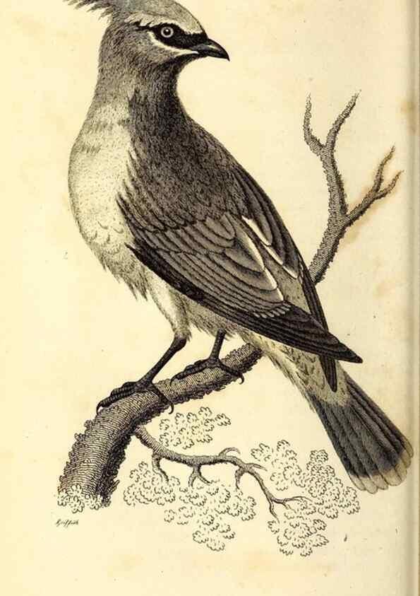 Reproducción/Reproduction 49830121328: General zoology, or Systematic natural history. London,Printed for G. Kearsley,1800-1826.. 