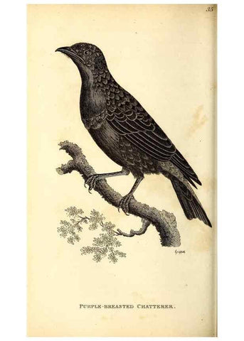 Reproducción/Reproduction 49830121718: General zoology, or Systematic natural history. London,Printed for G. Kearsley,1800-1826.. 