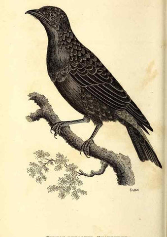 Reproducción/Reproduction 49830121718: General zoology, or Systematic natural history. London,Printed for G. Kearsley,1800-1826.. 