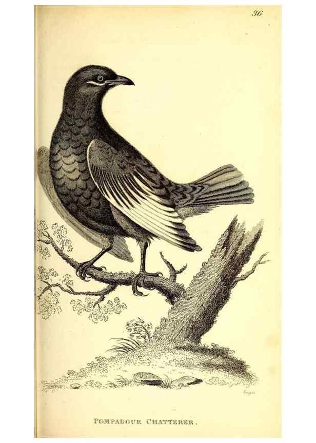 Reproducción/Reproduction 49830122218: General zoology, or Systematic natural history. London,Printed for G. Kearsley,1800-1826.. 