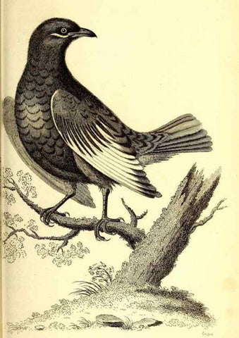 Reproducción/Reproduction 49830122218: General zoology, or Systematic natural history. London,Printed for G. Kearsley,1800-1826.. 