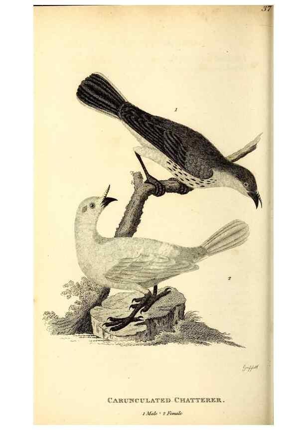 Reproducción/Reproduction 49830122463: General zoology, or Systematic natural history. London,Printed for G. Kearsley,1800-1826.. 