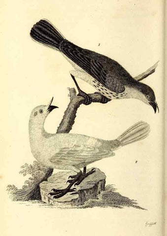 Reproducción/Reproduction 49830122463: General zoology, or Systematic natural history. London,Printed for G. Kearsley,1800-1826.. 
