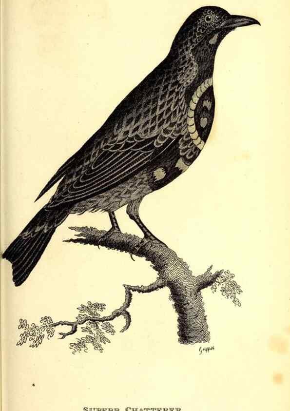 Reproducción/Reproduction 49830964122: General zoology, or Systematic natural history. London,Printed for G. Kearsley,1800-1826.. 