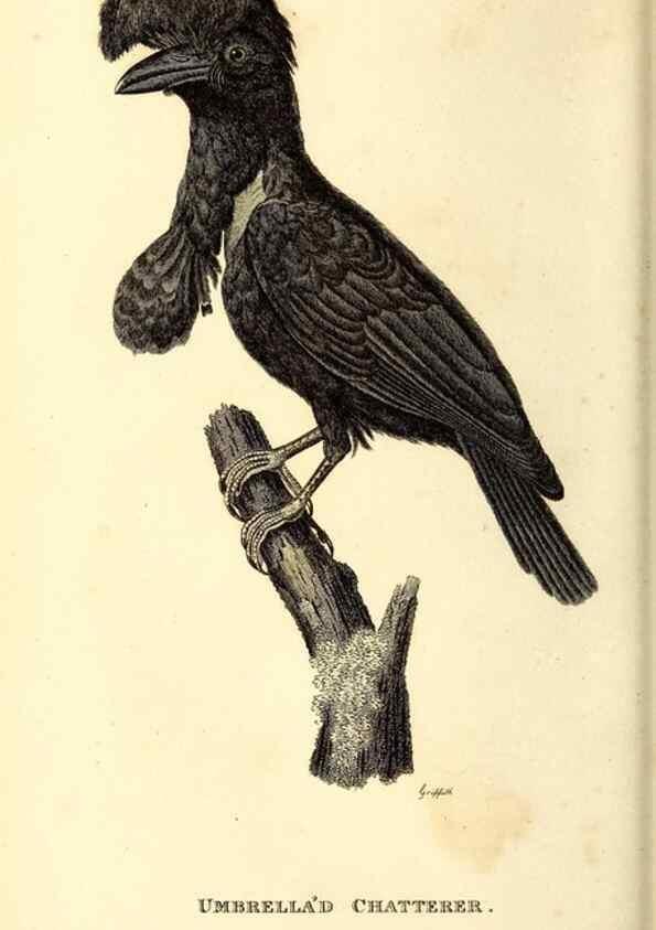 Reproducción/Reproduction 49830655046: General zoology, or Systematic natural history. London,Printed for G. Kearsley,1800-1826.. 