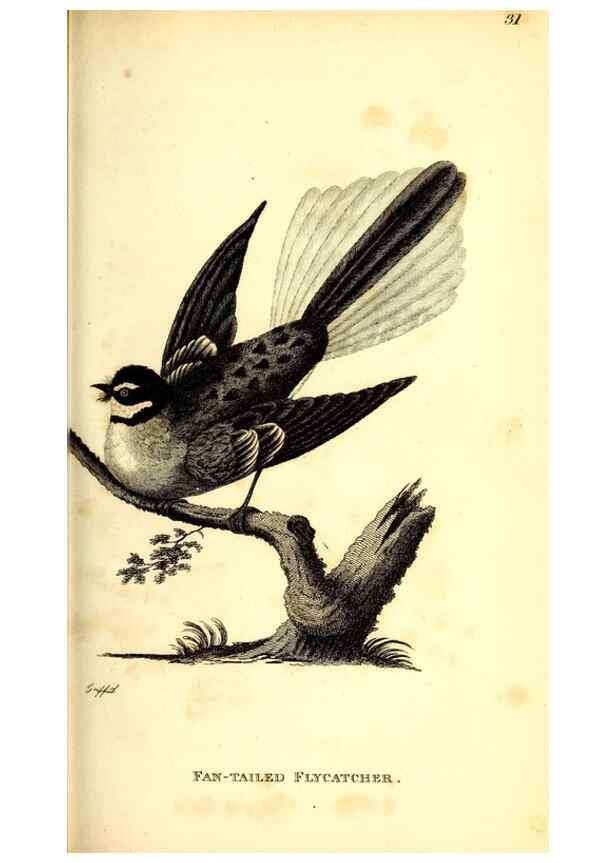 Reproducción/Reproduction 49830120463: General zoology, or Systematic natural history. London,Printed for G. Kearsley,1800-1826.. 