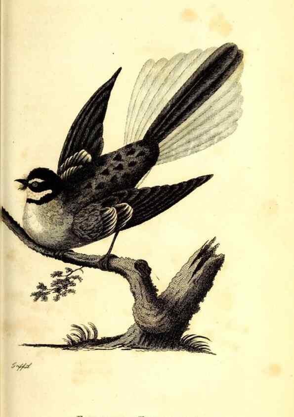 Reproducción/Reproduction 49830120463: General zoology, or Systematic natural history. London,Printed for G. Kearsley,1800-1826.. 