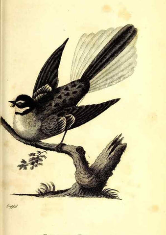 Reproducción/Reproduction 49830120463: General zoology, or Systematic natural history. London,Printed for G. Kearsley,1800-1826.. 
