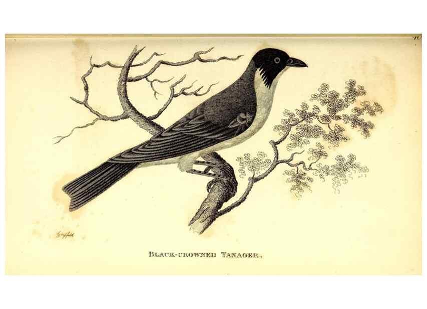Reproducción/Reproduction 49830655316: General zoology, or Systematic natural history. London,Printed for G. Kearsley,1800-1826.. 