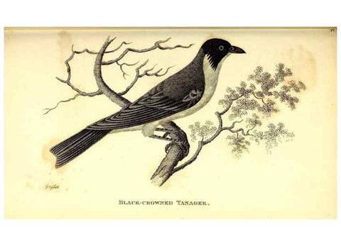 Reproducción/Reproduction 49830655316: General zoology, or Systematic natural history. London,Printed for G. Kearsley,1800-1826.. 