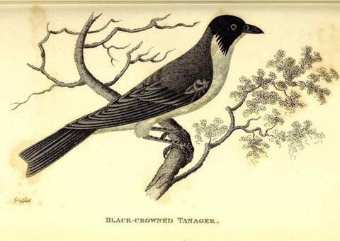 Reproducción/Reproduction 49830655316: General zoology, or Systematic natural history. London,Printed for G. Kearsley,1800-1826.. 
