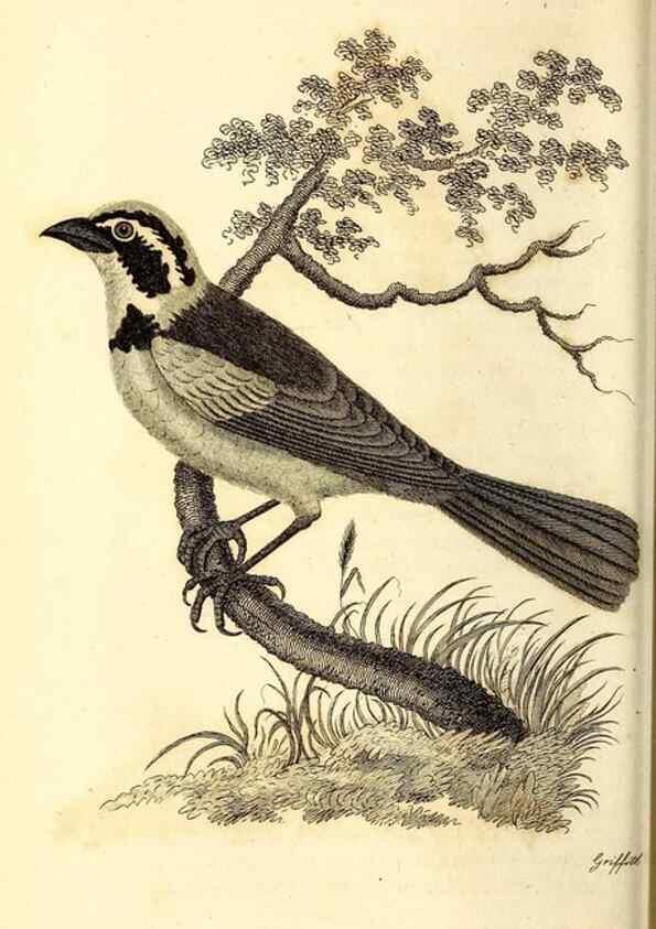 Reproducción/Reproduction 49830123768: General zoology, or Systematic natural history. London,Printed for G. Kearsley,1800-1826.. 