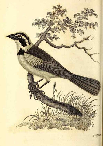 Reproducción/Reproduction 49830123768: General zoology, or Systematic natural history. London,Printed for G. Kearsley,1800-1826.. 