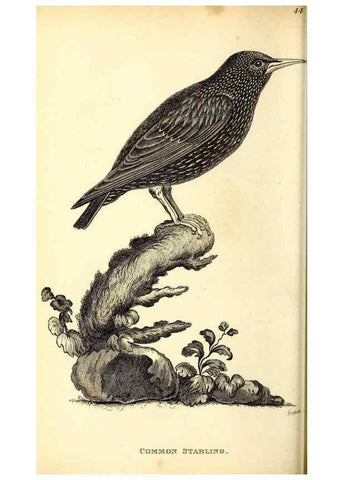 Reproducción/Reproduction 49830656116: General zoology, or Systematic natural history. London,Printed for G. Kearsley,1800-1826.. 
