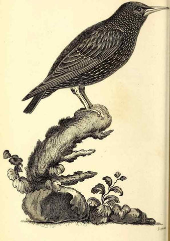 Reproducción/Reproduction 49830656116: General zoology, or Systematic natural history. London,Printed for G. Kearsley,1800-1826.. 