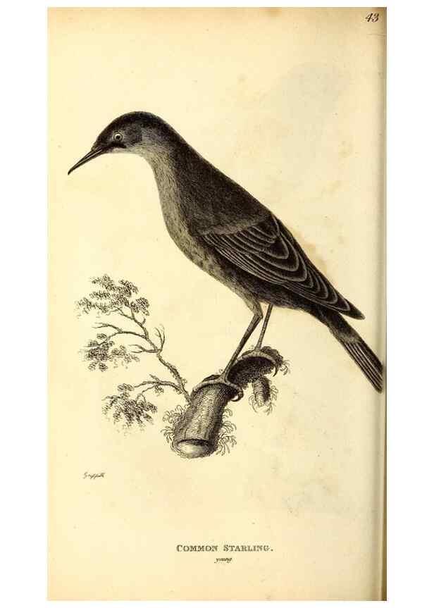 Reproducción/Reproduction 49830124318: General zoology, or Systematic natural history. London,Printed for G. Kearsley,1800-1826.. 