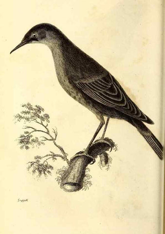 Reproducción/Reproduction 49830124318: General zoology, or Systematic natural history. London,Printed for G. Kearsley,1800-1826.. 