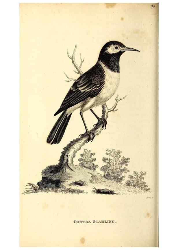 Reproducción/Reproduction 49830656601: General zoology, or Systematic natural history. London,Printed for G. Kearsley,1800-1826.. 
