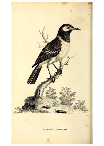 Reproducción/Reproduction 49830656601: General zoology, or Systematic natural history. London,Printed for G. Kearsley,1800-1826.. 