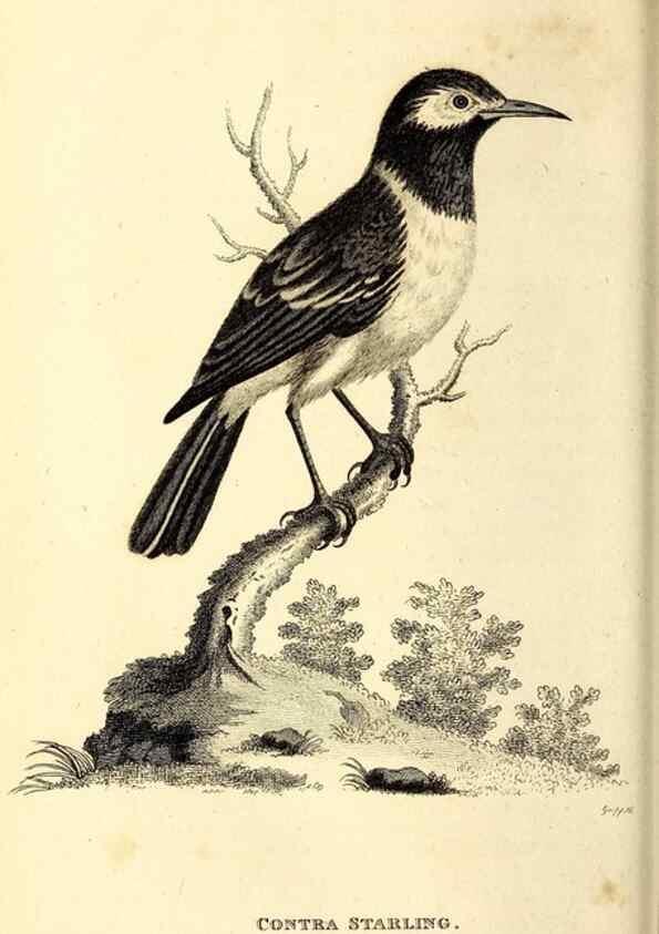 Reproducción/Reproduction 49830656601: General zoology, or Systematic natural history. London,Printed for G. Kearsley,1800-1826.. 
