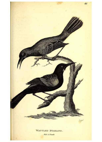 Reproducción/Reproduction 49830966352: General zoology, or Systematic natural history. London,Printed for G. Kearsley,1800-1826.. 