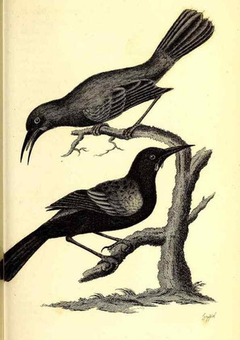 Reproducción/Reproduction 49830966352: General zoology, or Systematic natural history. London,Printed for G. Kearsley,1800-1826.. 