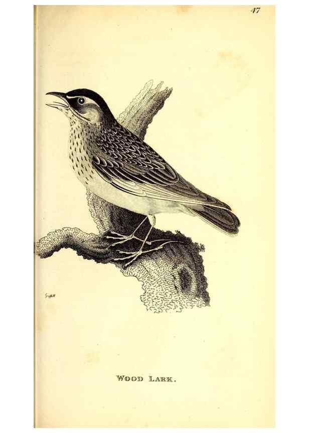 Reproducción/Reproduction 49830125128: General zoology, or Systematic natural history. London,Printed for G. Kearsley,1800-1826.. 
