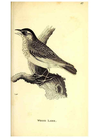 Reproducción/Reproduction 49830125128: General zoology, or Systematic natural history. London,Printed for G. Kearsley,1800-1826.. 