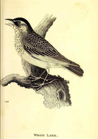 Reproducción/Reproduction 49830125128: General zoology, or Systematic natural history. London,Printed for G. Kearsley,1800-1826.. 
