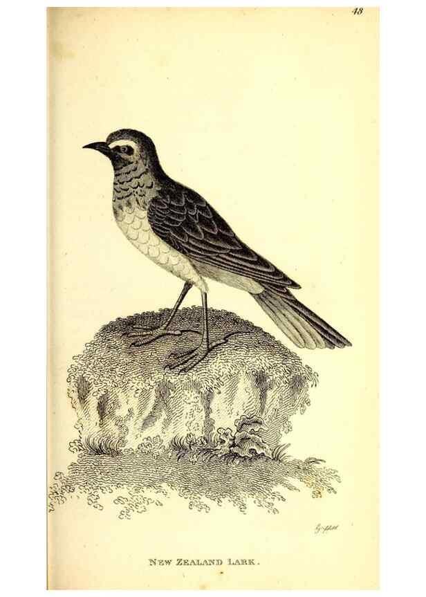 Reproducción/Reproduction 49830125443: General zoology, or Systematic natural history. London,Printed for G. Kearsley,1800-1826.. 