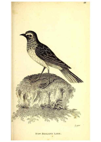 Reproducción/Reproduction 49830125443: General zoology, or Systematic natural history. London,Printed for G. Kearsley,1800-1826.. 