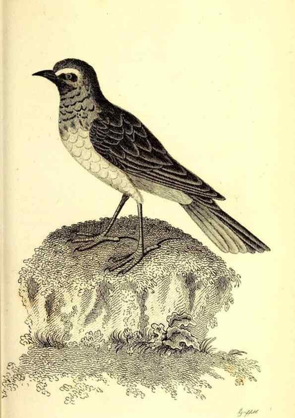 Reproducción/Reproduction 49830125443: General zoology, or Systematic natural history. London,Printed for G. Kearsley,1800-1826.. 