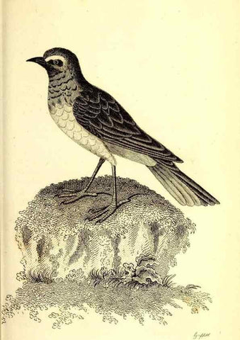Reproducción/Reproduction 49830125443: General zoology, or Systematic natural history. London,Printed for G. Kearsley,1800-1826.. 