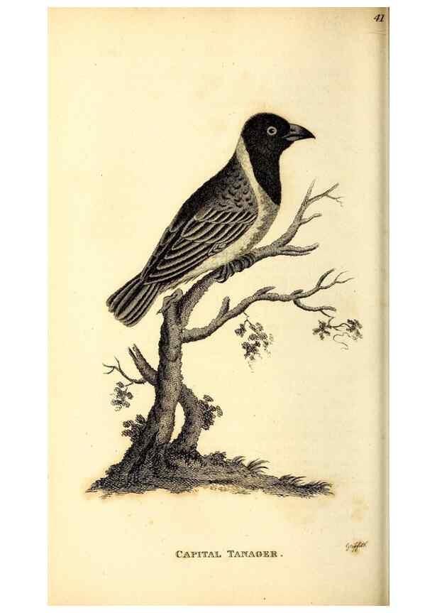 Reproducción/Reproduction 49830655551: General zoology, or Systematic natural history. London,Printed for G. Kearsley,1800-1826.. 