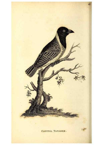 Reproducción/Reproduction 49830655551: General zoology, or Systematic natural history. London,Printed for G. Kearsley,1800-1826.. 