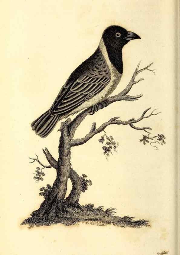 Reproducción/Reproduction 49830655551: General zoology, or Systematic natural history. London,Printed for G. Kearsley,1800-1826.. 